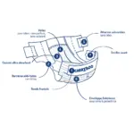 couches_carryboo1_6670481f-edb4-4a4a-9484-76fc0b81b51f